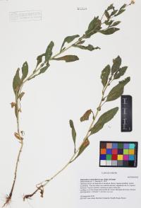 Heterotheca subaxillaris image