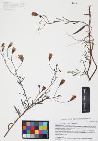 Palafoxia arida image