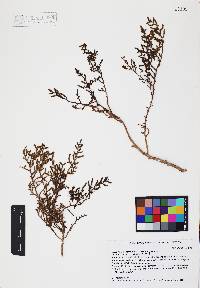 Allenrolfea occidentalis image