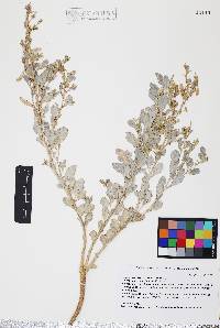 Atriplex barclayana image