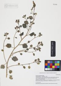 Dicoria canescens image