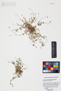 Cotula australis image