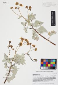 Encelia farinosa image