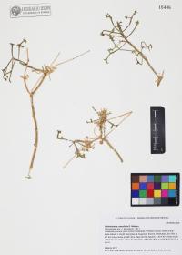 Hofmeisteria crassifolia image