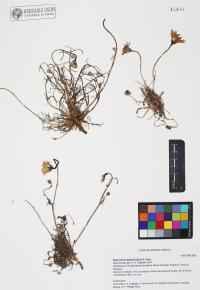 Malacothrix glabrata image