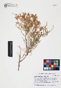 Allenrolfea occidentalis image