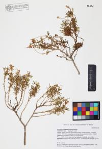 Isocoma acradenia image