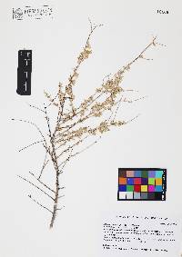 Atriplex polycarpa image