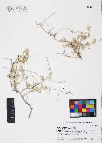 Atriplex polycarpa image