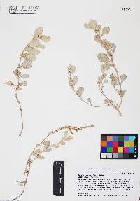 Atriplex barclayana image