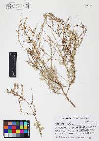 Atriplex polycarpa image