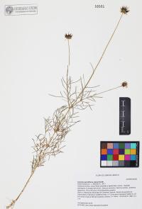 Cosmos parviflorus image