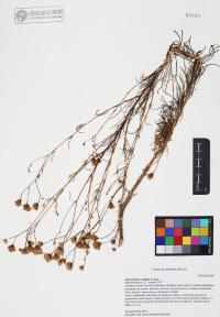 Hymenothrix wrightii image
