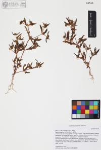Melampodium longicorne image