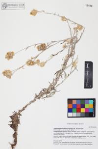 Pseudognaphalium leucocephalum image