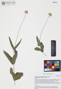 Lasianthaea podocephala image