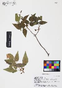 Image Associated With the Occurence