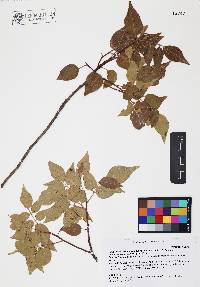 Rhus virens var. choriophylla image