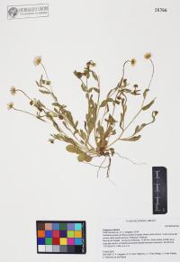 Erigeron lobatus image