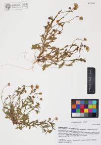 Erigeron lobatus image