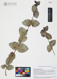 Guardiola platyphylla image