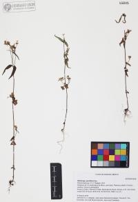 Galinsoga parviflora image