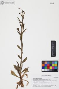 Helenium thurberi image