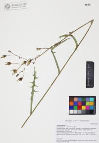 Lactuca serriola image