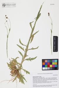Helenium thurberi image