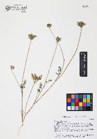 Daucus pusillus image