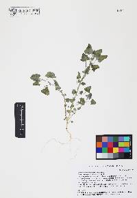 Chenopodium neomexicanum image