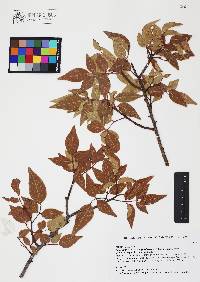 Rhus virens image