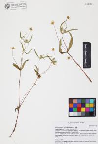 Melampodium appendiculatum image