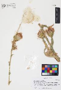 Cirsium neomexicanum image