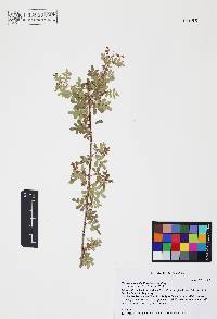 Rhus microphylla image