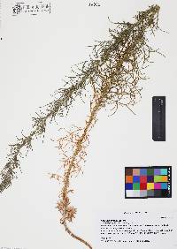 Artemisia pringlei image