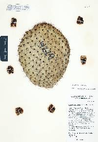 Opuntia leucotricha image