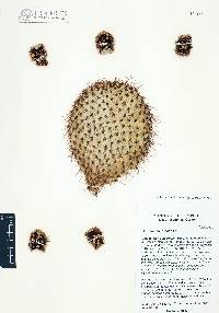 Opuntia leucotricha image