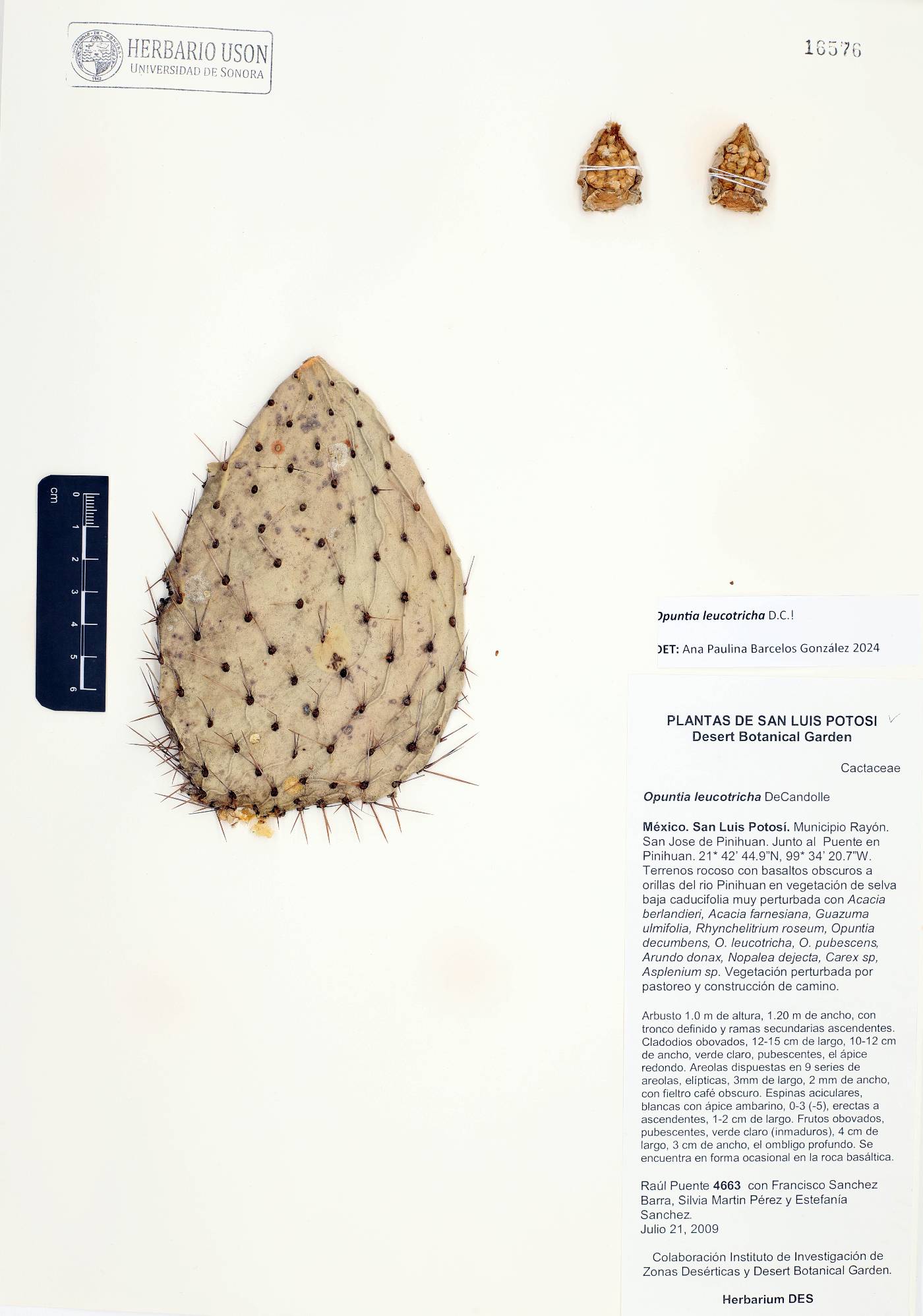 Opuntia leucotricha image