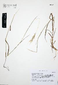 Bothriochloa barbinodis image