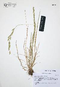 Bromus catharticus image