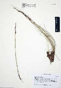 Eleocharis parishii image