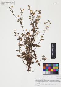 Perityle californica image