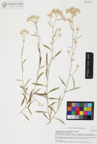 Pseudognaphalium canescens image