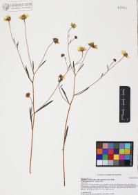 Heliomeris longifolia image