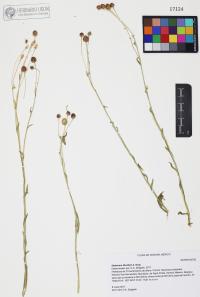 Helenium thurberi image