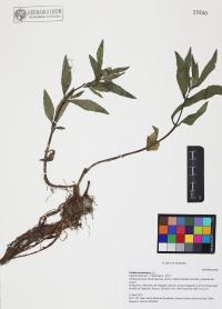 Eclipta prostrata image