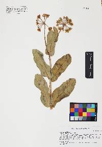 Asclepias elata image