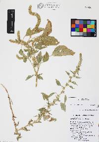 Amaranthus palmeri image