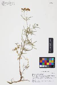 Coreocarpus arizonicus image